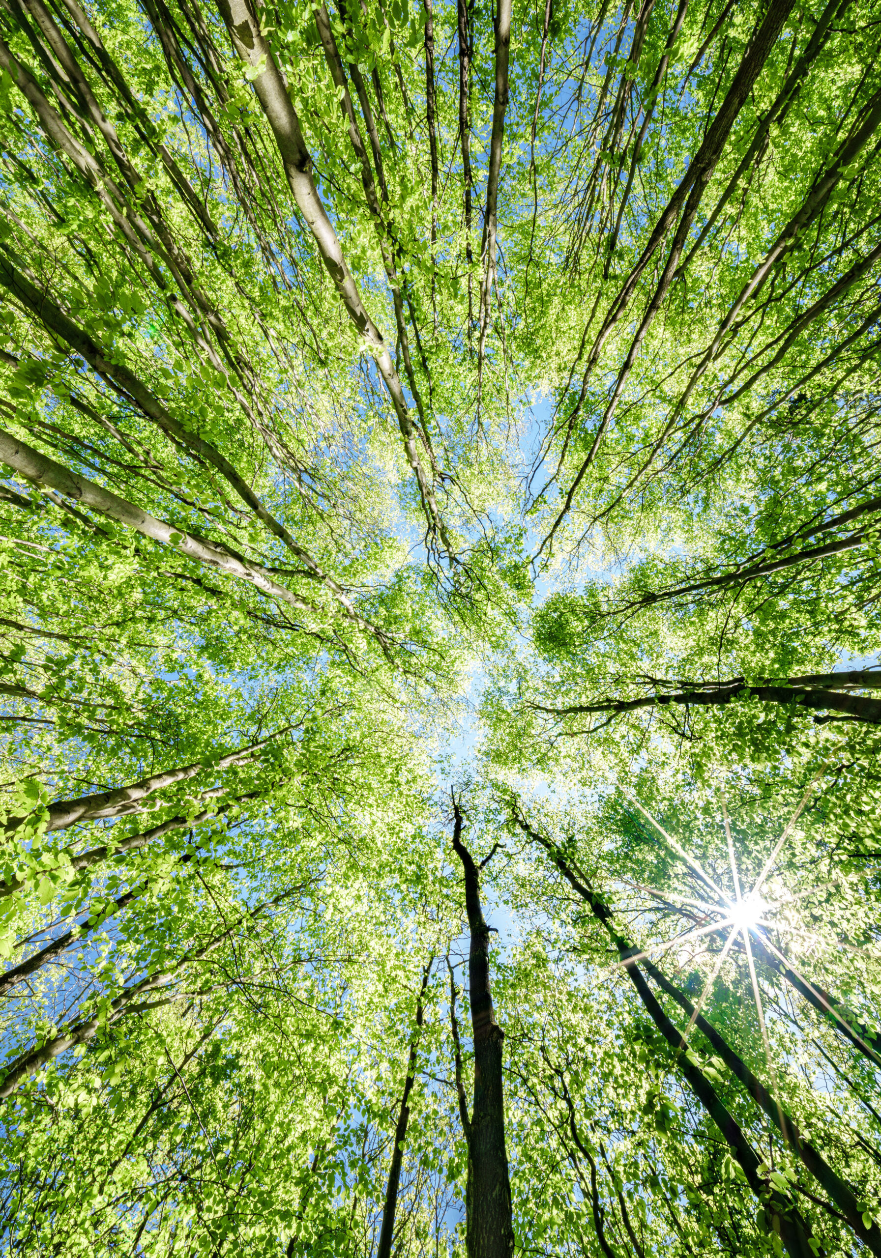 A stunning view of a vibrant forest canopy, illuminated by warm sunlight filtering through lush green leaves